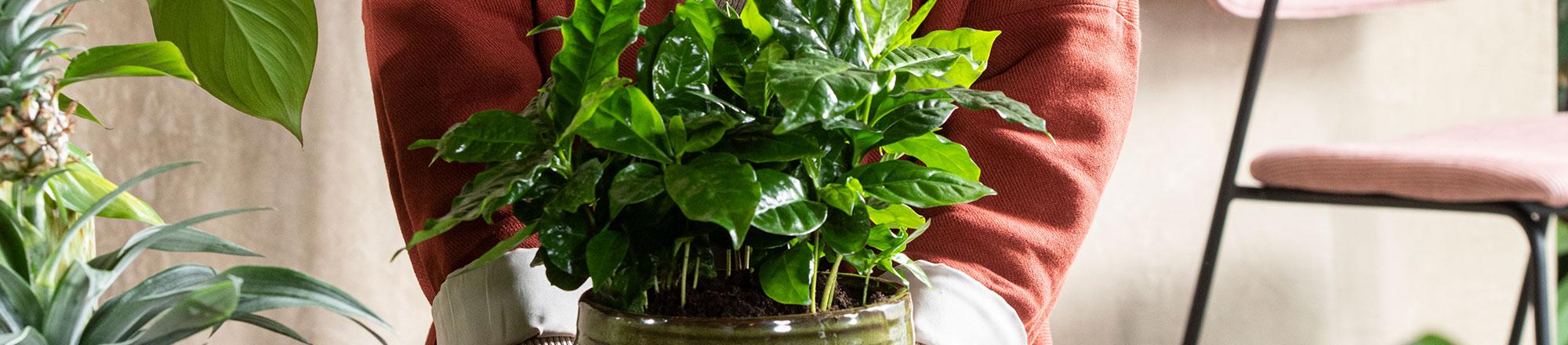 Koffieplant (Coffea arabica)