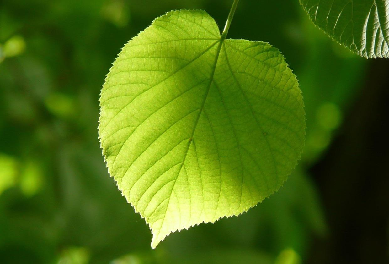 Linde (Tilia)