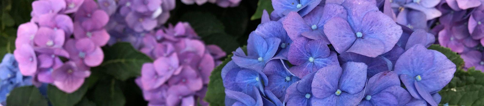 Top 5 mooiste hortensia's