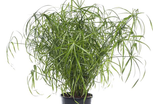 Parapluplant (Cyperus alternifolius)