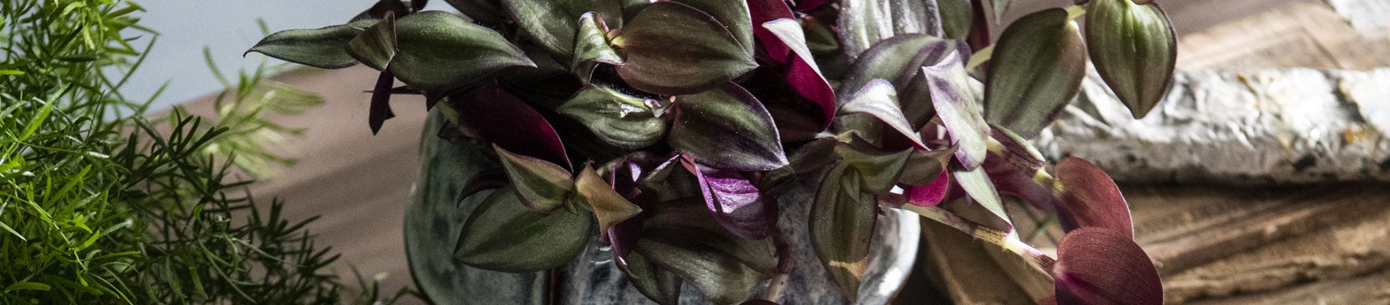 Tradescantia (vaderplant)