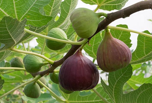 Vijgenboom (Ficus carica)