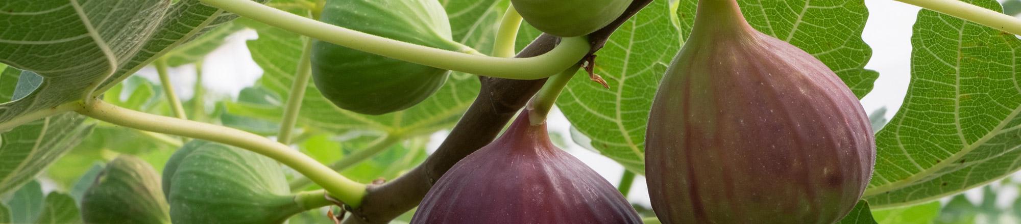 Vijgenboom (Ficus carica)