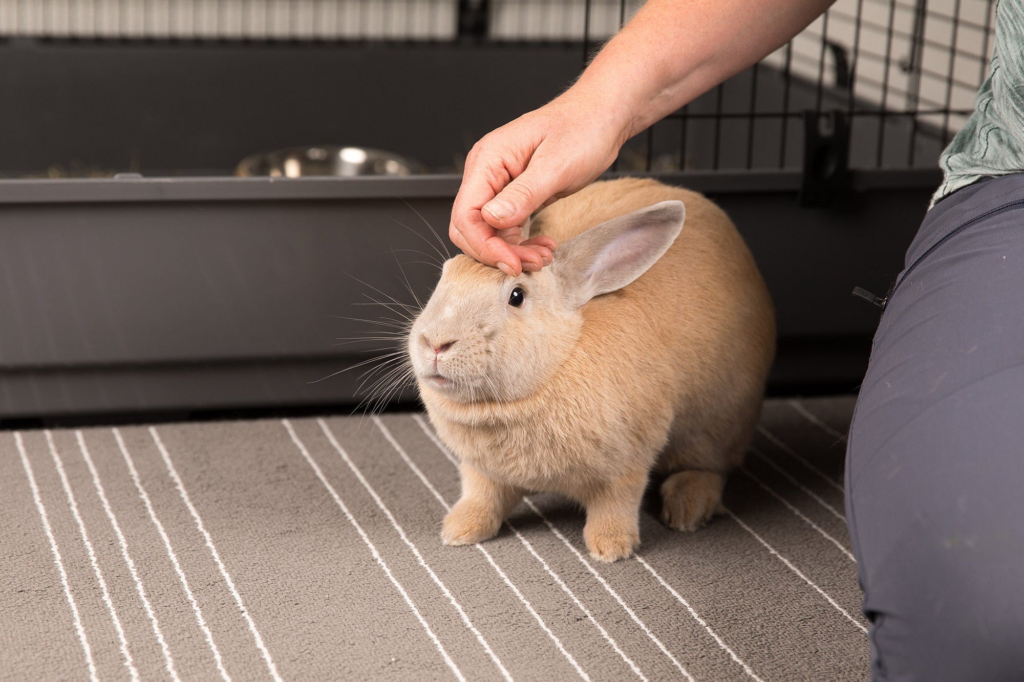 mooi Makkelijk te lezen Emotie Een nieuw konijn in huis – Intratuin