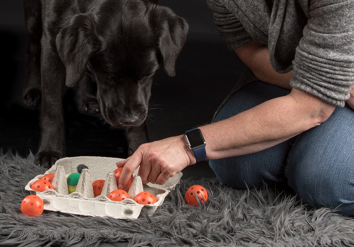 Hond, spelen, eierdoos