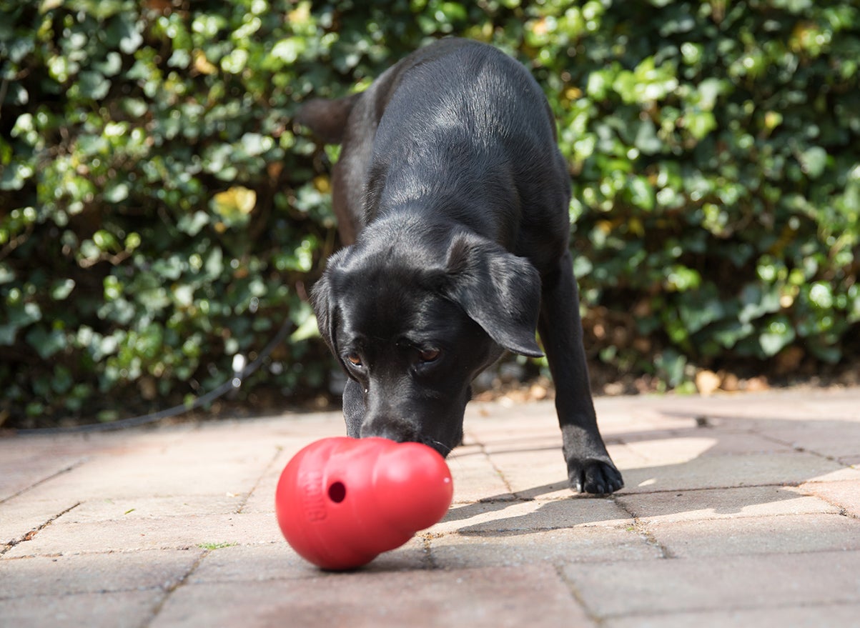 Puzzelen met je hond