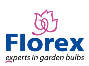 Florex Florex