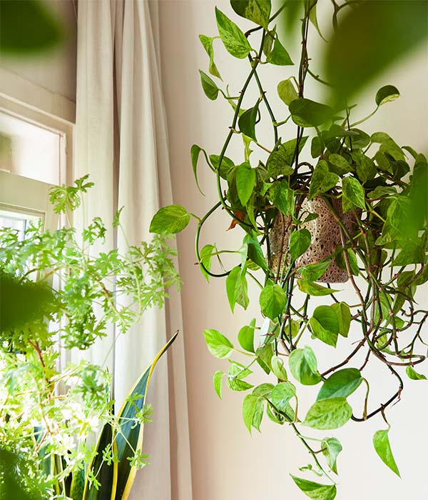 Hangplanten in huis