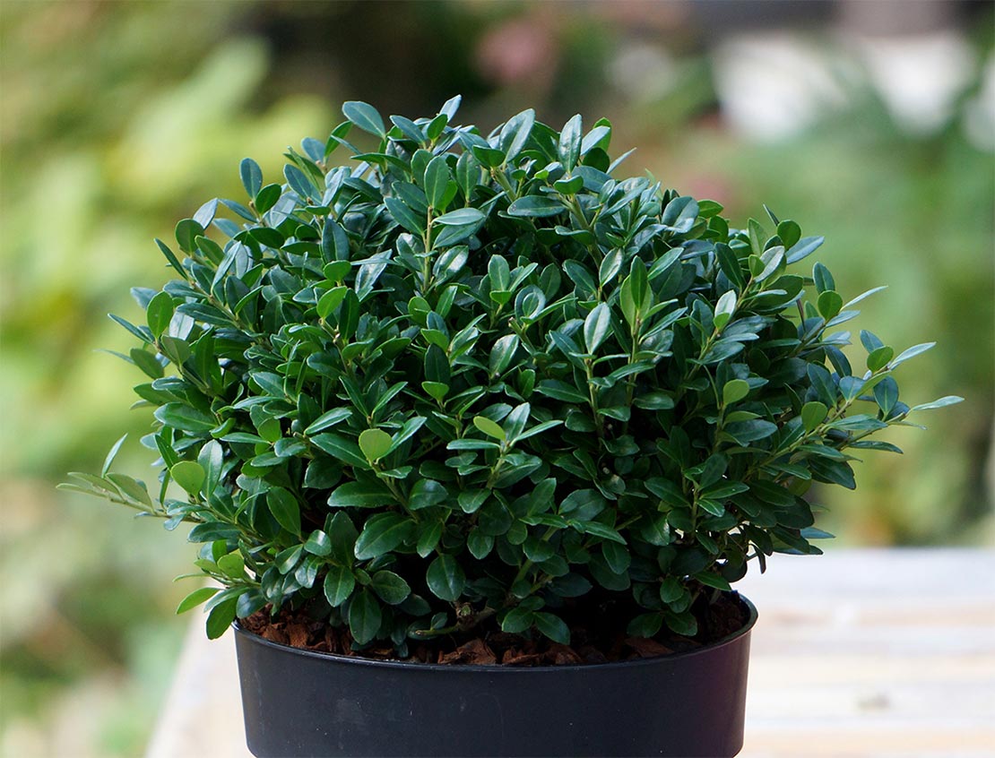 Japanse Hulst – Ilex crenata ‘Luxus Globe’