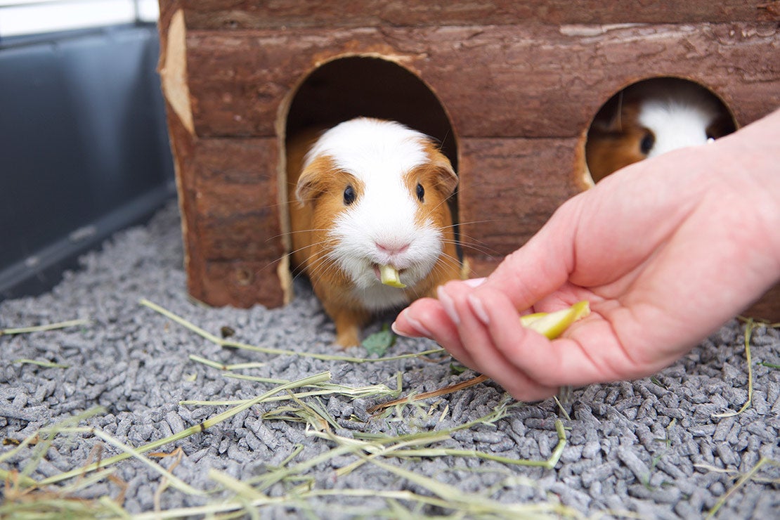 Cavia in huisje