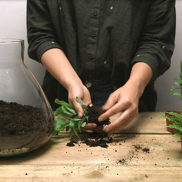 activering Arrangement jurk DIY – Maak een planten terrarium: ecosysteem in glas – Intratuin