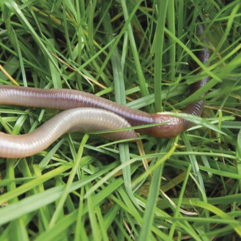 Regenworm in het gras