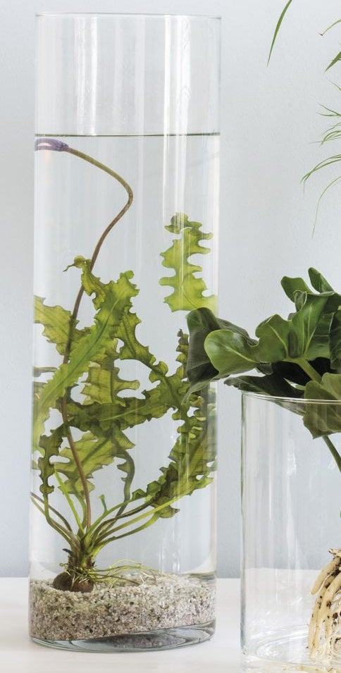 Waterplantje in glazen vaas