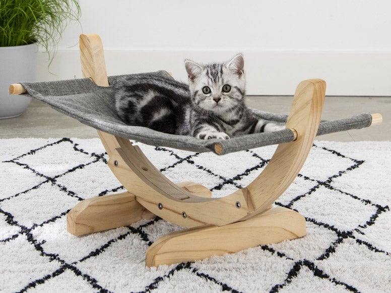 Kitten in kattenhangmat