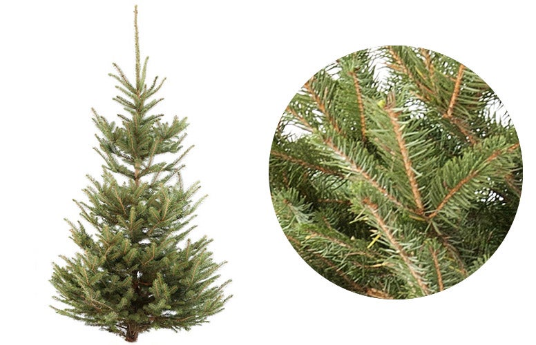 Kerstboom soorten welke dennenboom past bij jou? Intratuin