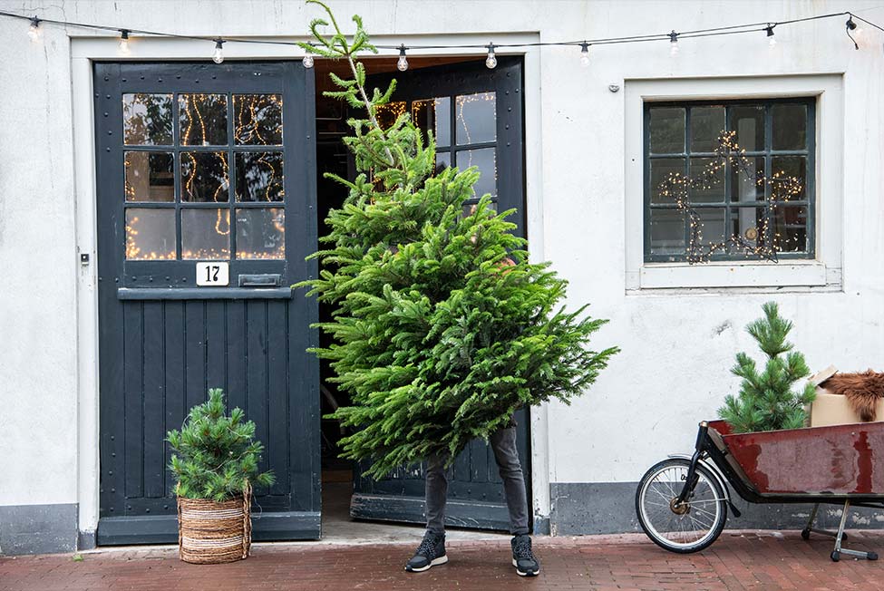 Echte kerstboom kopen