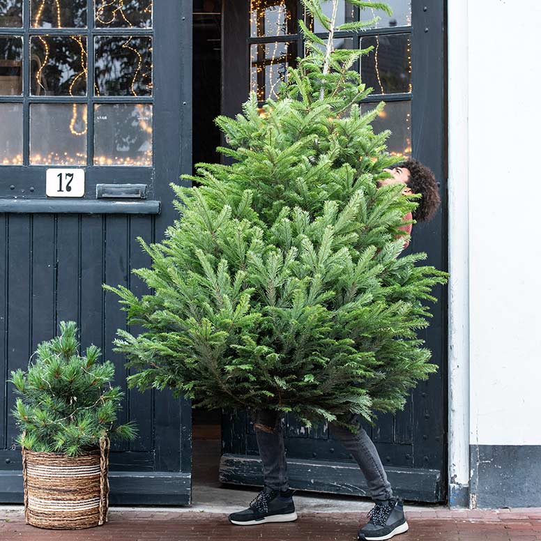 fotografie belegd broodje Ontdek Kerstboom versieren? De beste tips voor het optuigen – Intratuin