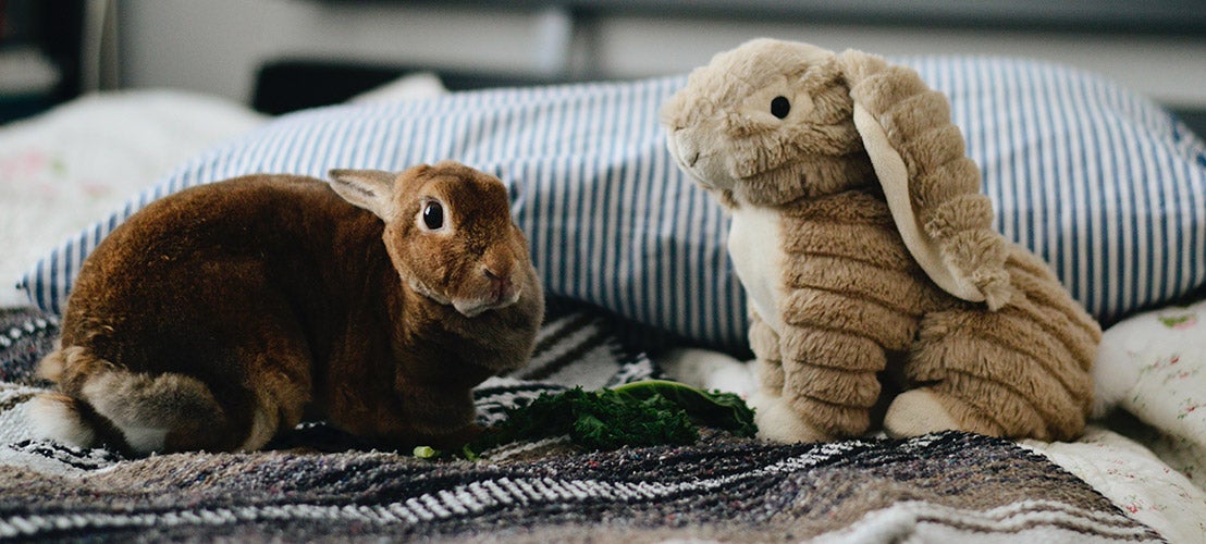 Konijn op bed met speelgoedkonijn