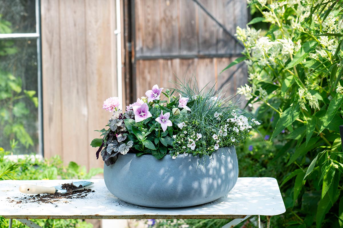 visie Boven hoofd en schouder bijlage Bloeiende balkonplanten, inspiratie ideeën combinaties - Intratuin