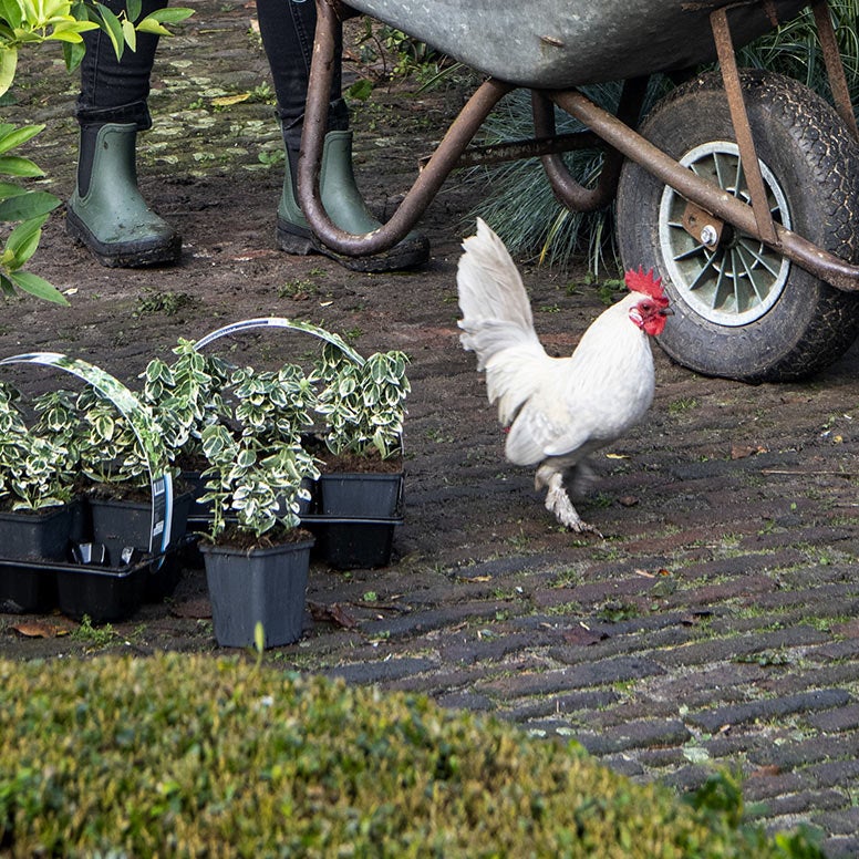 Kip in de tuin