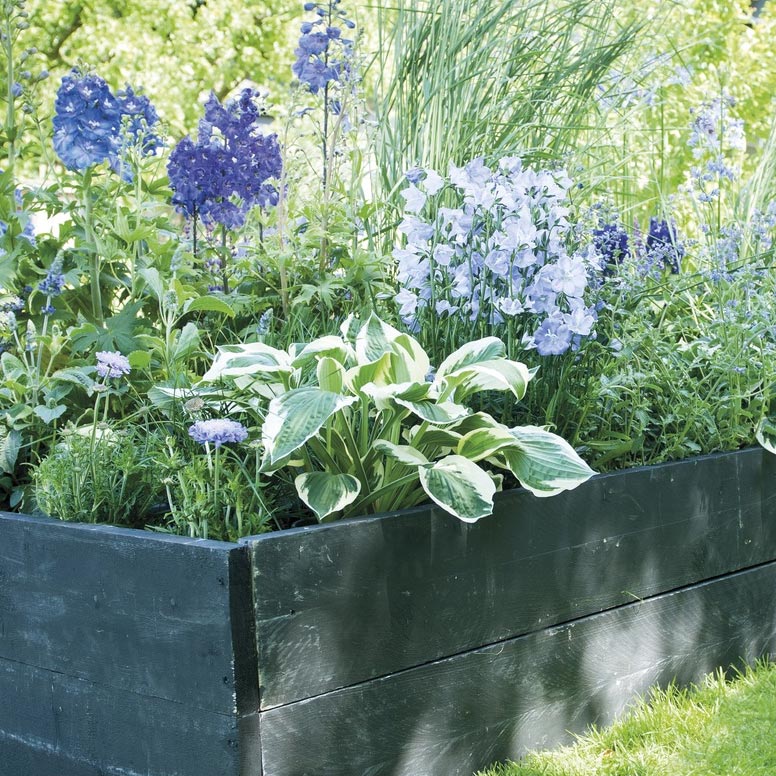 Hosta in border