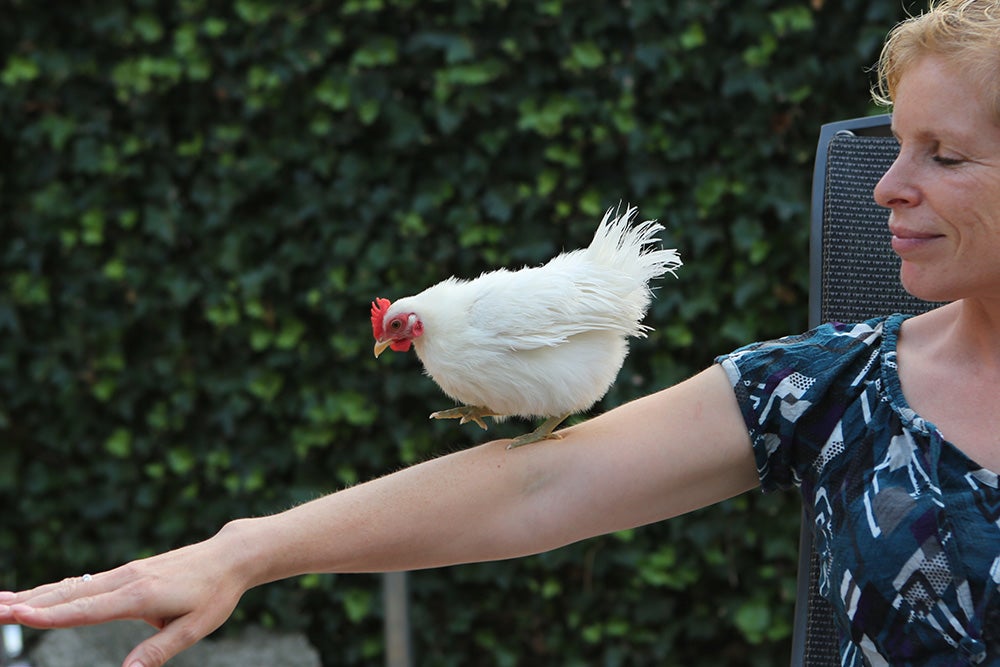 Kip op arm laten lopen Kip op arm laten lopen