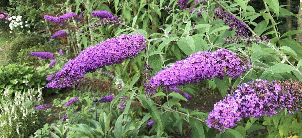 Vlinderstruik Buddleja