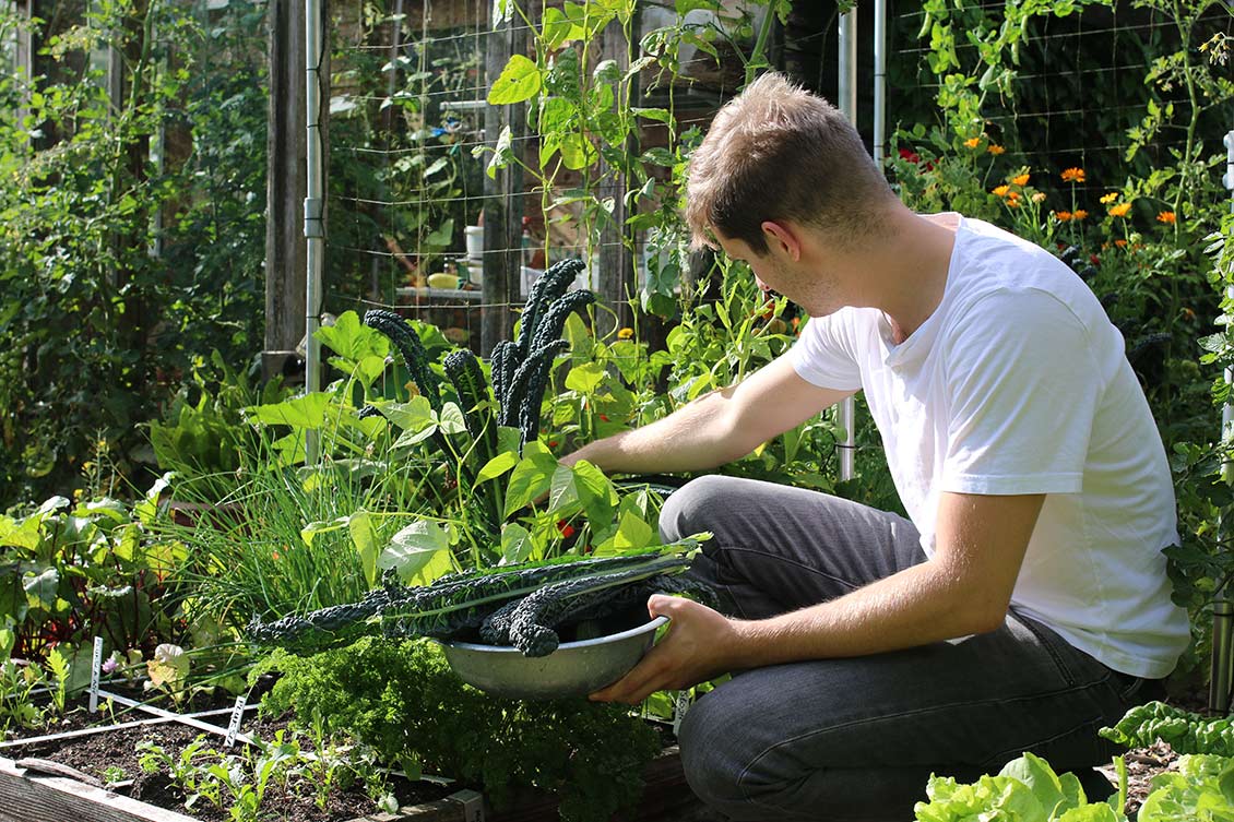 Makkelijke moestuin oogsten door Jelle