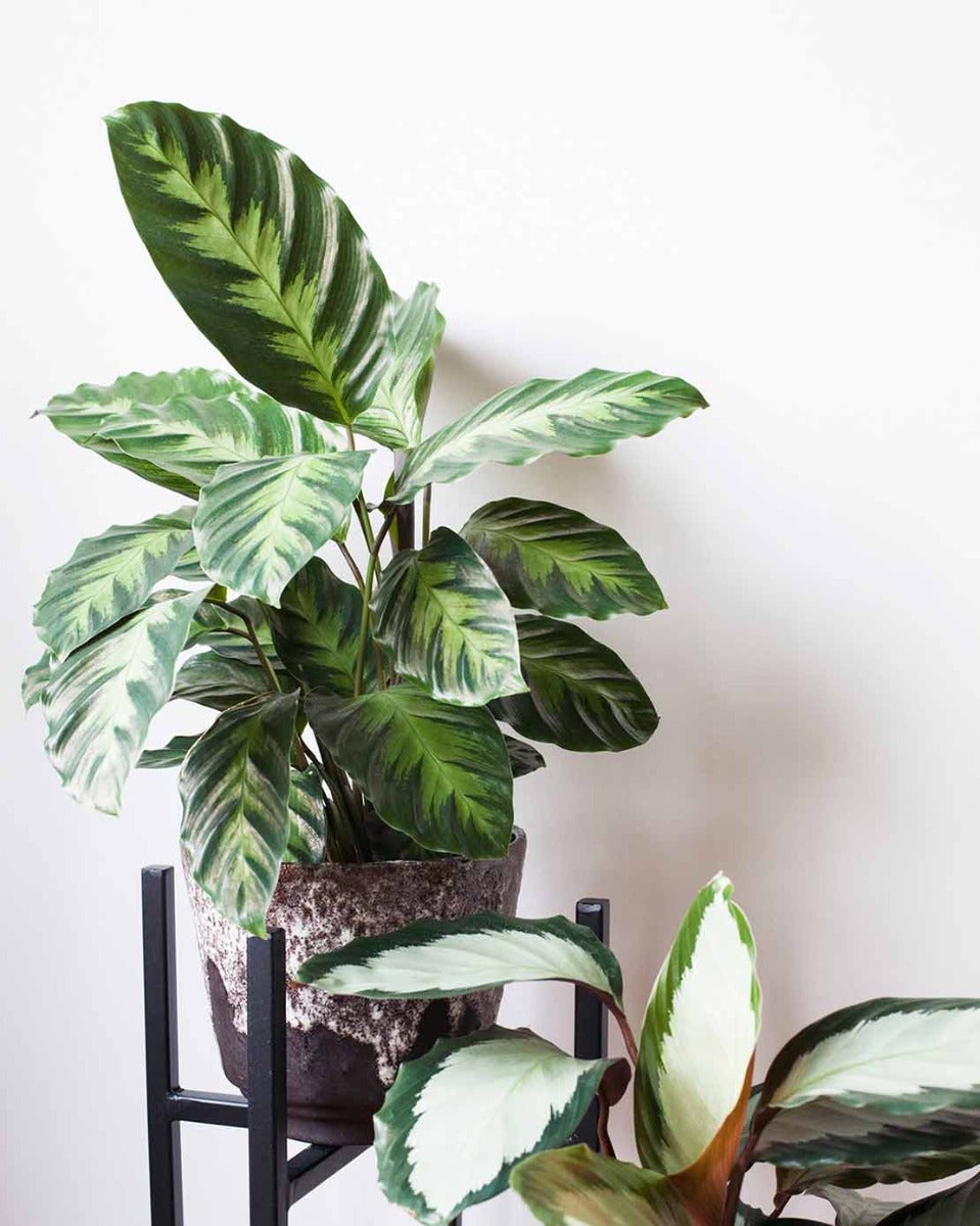 Calathea's