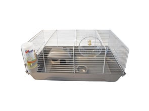 Hamster spullen kopen? Accessoires voor hamster | Intratuin