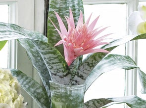 Bromelia