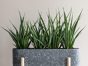 Sansevieria