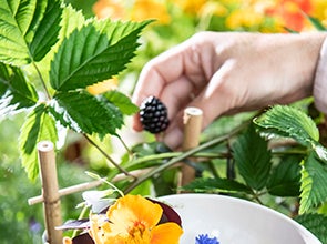 Fruitplanten