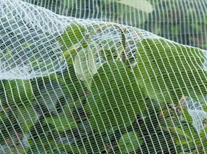 Artefact gebrek Gezond Plantenbescherming tegen o.a. vorst, vogels & plagen | Intratuin