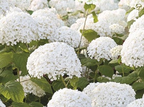 Verwacht het antenne oven Winterharde planten kopen? Winterharde struiken & tuinplanten