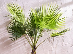 Palm