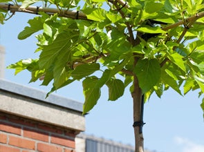 Bomen en hagen