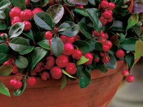 Verwacht het antenne oven Winterharde planten kopen? Winterharde struiken & tuinplanten