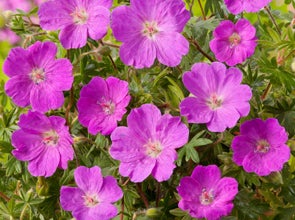 Geranium