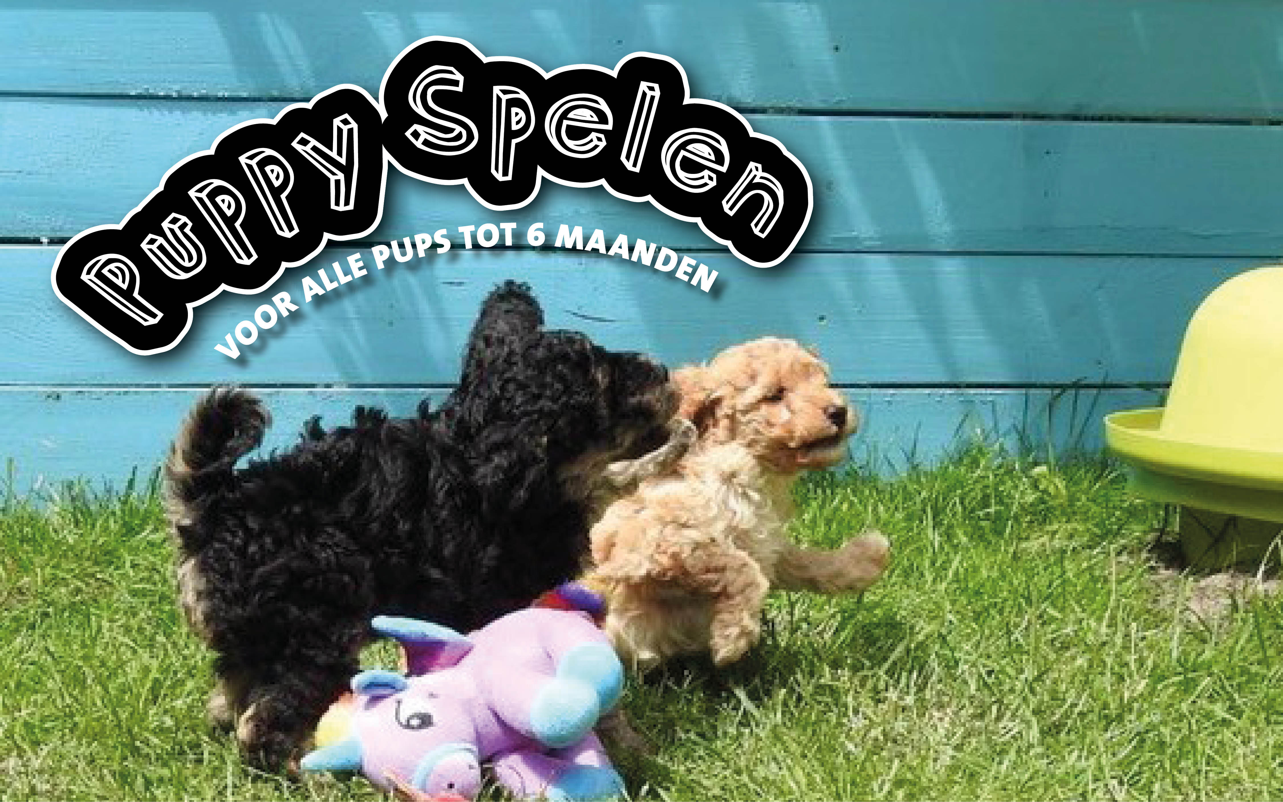 Puppyspelen bij Intratuin Zevenhuizen!
