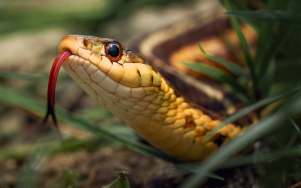 Reptielenshow