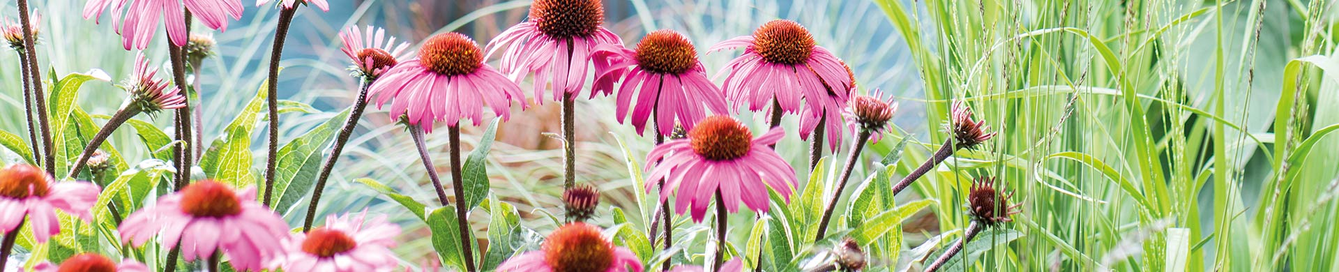 Tuinplanten aanleggen