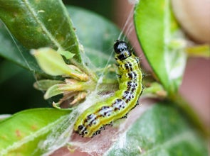 (Beter) bestrijden in de tuin