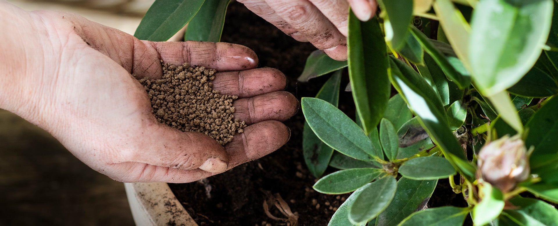 Plantverzorging