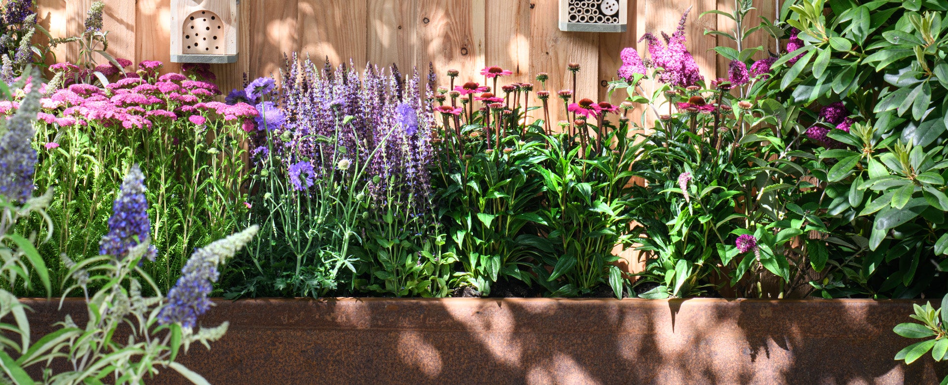 Tuinplanten Tuinplanten