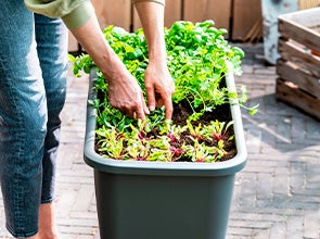 De waarheid vertellen wet vacuüm Moestuinieren? Eigen kweek: bakken, potjes & kassen | Intratuin