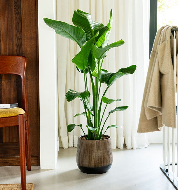 Top 10 grote kamerplanten: de mooiste planten – Intratuin