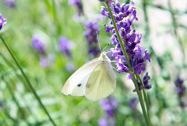 Blog: 5 tips voor meer biodiversiteit in de tuin