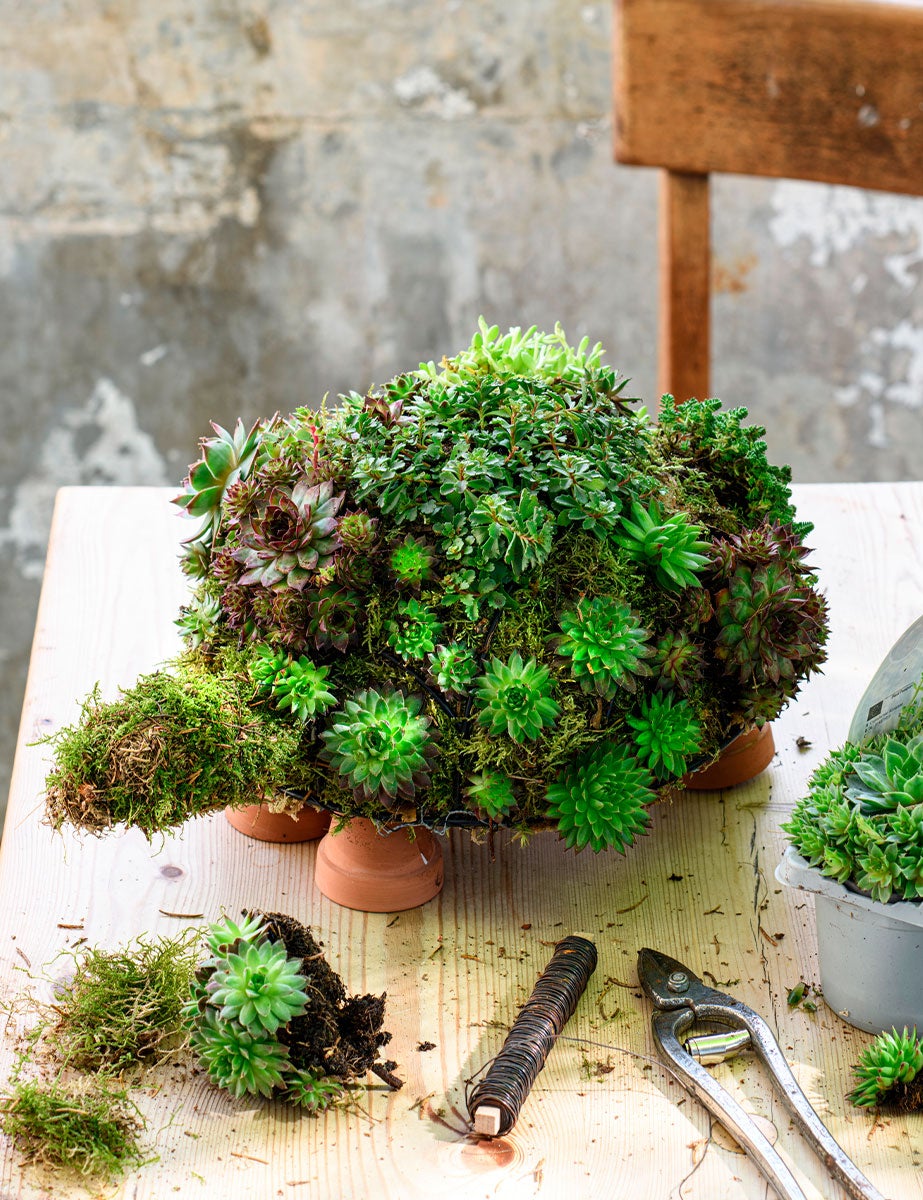 DIY Groene Schildpad Resultaat