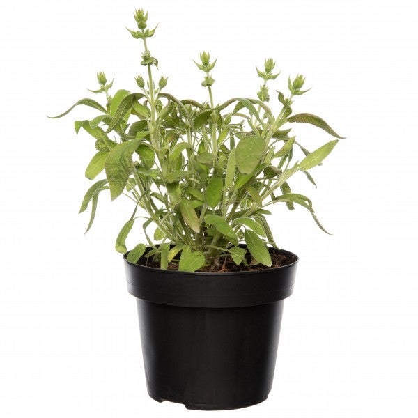 Salie (Salvia Officinalis ‘Berggarten’)